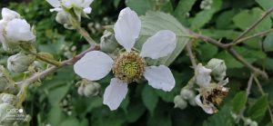 Lenovo Z6 Pro Testfoto