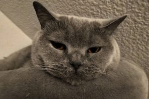 BlackBerry KEY2 LE Testfoto