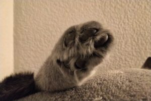 BlackBerry KEY2 LE Testfoto